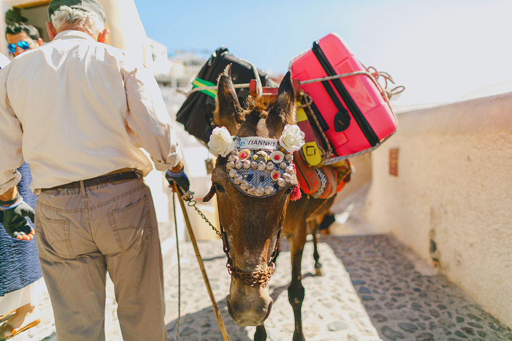 Santorini donkey at Imerovigli
